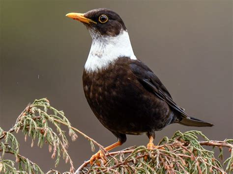 black bird with white collar|white collared blackbird.